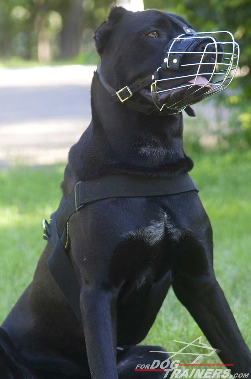 dog muzzle for cane corso