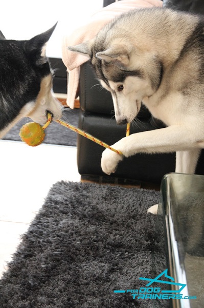 Pleasnt Pastime with Colorful Husky Ball