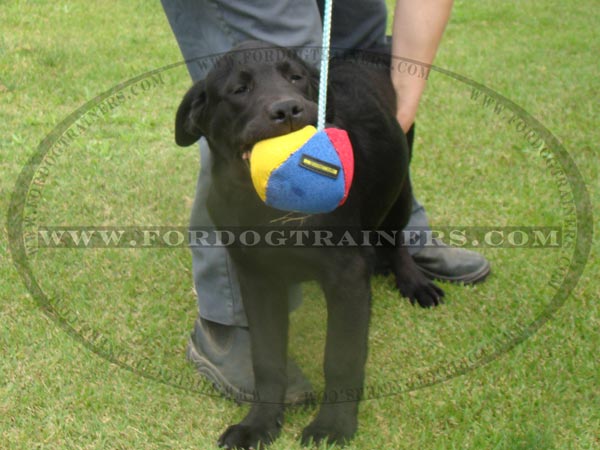 Labrador Dog Toy for training