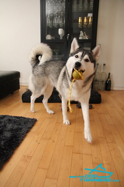 Solid Dog Ball of Strong Rubber for Husky