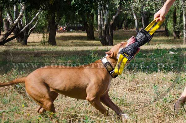 Bite Training Pitbull Bite Tug Two Handles