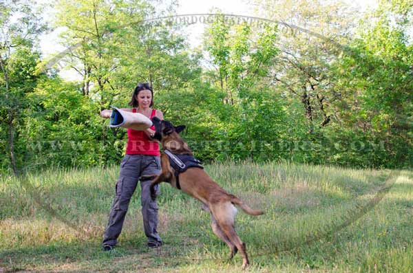 Belgian Malinois Professional Bite Training Developer