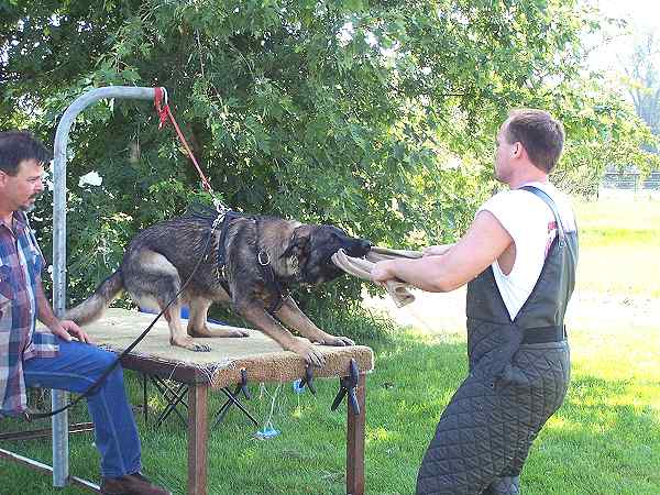 Comfortable German Shepherd Tracking Harness Made of Genuine Leather
