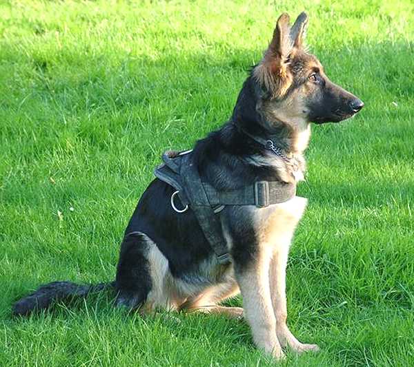 Kira wearing our All Weather dog harness for tracking / pulling Designed to fit German Shepherd - H6