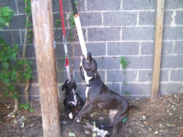 Buy Now Fire Hose Bite Tugs Training Set and Save $7.09 - SetBiteTugFIREHOSE_1