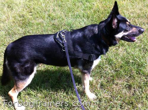Abby looks cheerful in All Weather Extra Strong Nylon Harness