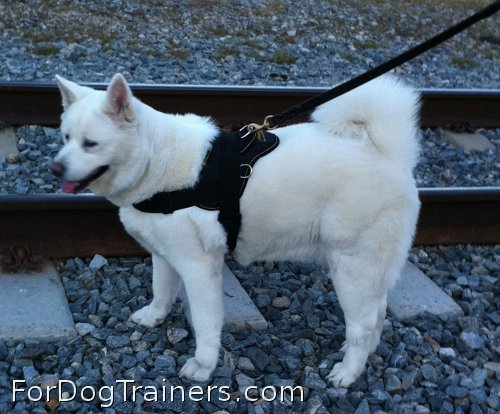 Isis adores new *All Weather Extra Strong Nylon Harness