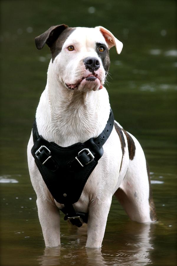 Bulldog in Gorgeous Leather Harness