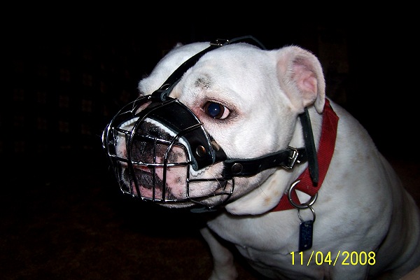 Annie wearing our exclusive Basket Wire Dog Muzzle Light For English Bulldog- R2 - M4light - Click Image to Close