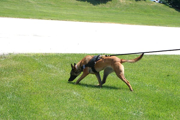 All Weather dog harness for tracking / pulling Designed to fit Belgian Malinois- H6