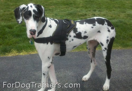 Bentley looks adorable in All Weather Extra Strong Nylon Harness - H6