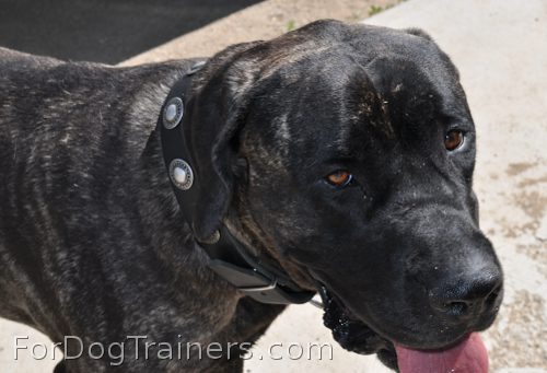 Sadie is so cute in Gorgeous Wide Leather Dog Collar - Fashion Exclusive Design - c73_1