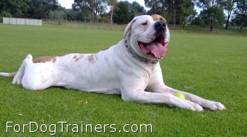 Handsome Blade wearing STAINLESS STEEL-Dog pinch collar