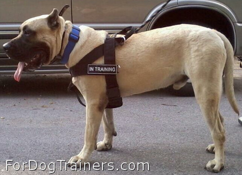 EGP Ken El Guerrero de K-Boltz and Isabella wearing Better control everyday all weather dog harness - H17