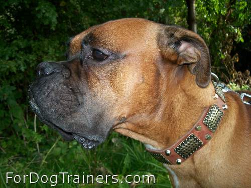 Boris and Lana proudly presents New Gorgeous War Dog Leather Dog Collar