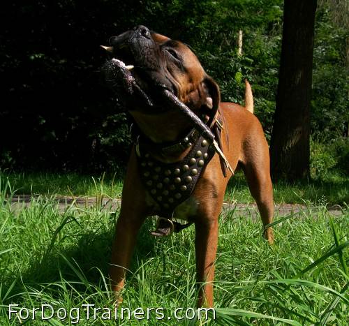 Boris is elegant in Studded leather dog harness - H15