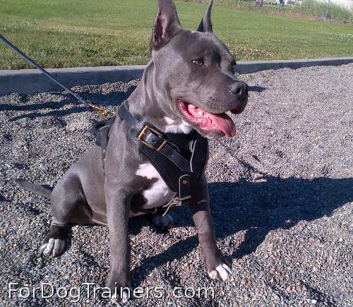 BOSS ZUES is courageous in Agitation / Protection / Attack Leather Dog Harness