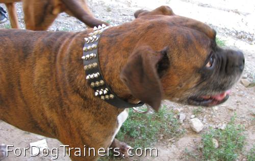 Handsome Jax wearing leather dog collar with spikes and pyramids