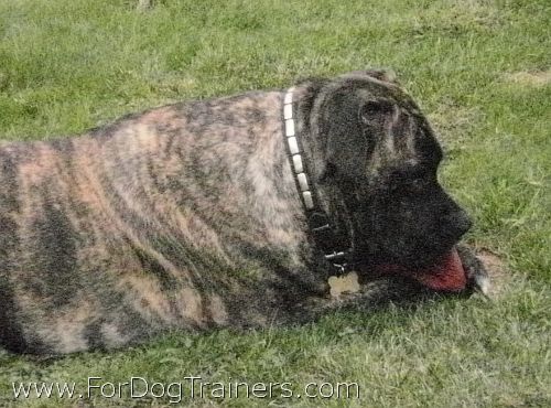 Brandy Mastiff looks Great with Leather Dog Collar on - Special25plates