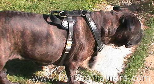 Bubba Bullmastiff wearing our Agitation / Protection / Attack Leather Dog Harness - H1_11