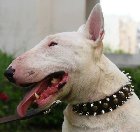 Crazy Discount Item Bull Terrier 3 Rows Leather Spiked and Studded Dog Collar S55 S55 1154 Leather Collar with studs and spikes NZD 109.72 Prong Collars Pinch Collars Dog Training Collars