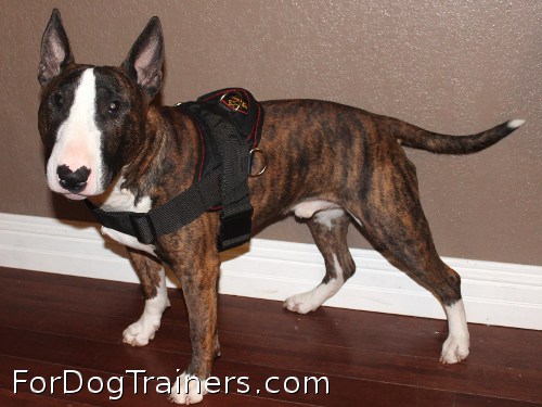 Bull Terrier Rebel looks nice in All Weather dog harness for tracking / pulling - H6