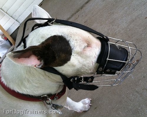 Nicely looking Bull Terrier wears Bull Terrier Wire Basket Dog Muzzles Size Chart Bull Terrier muzzle - M4light