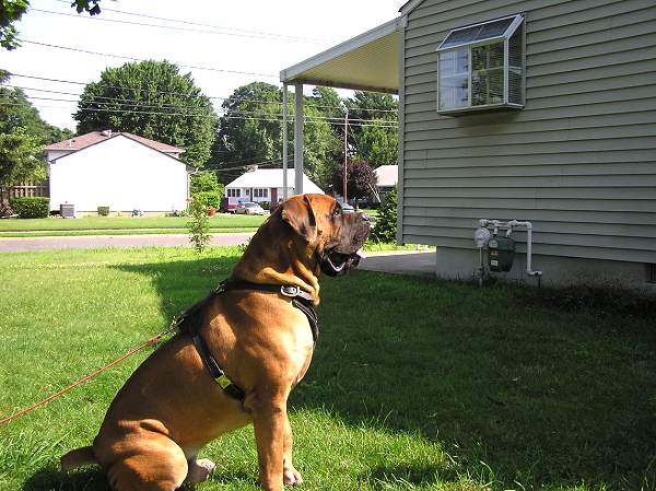 Adjustable Padded Leather Dog Harness for Training/Walking/Agitation Work