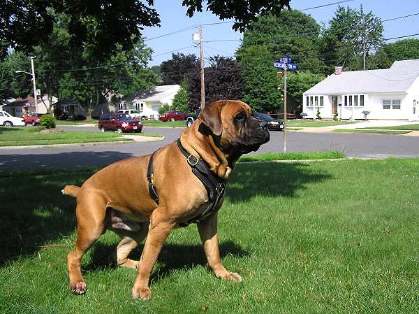 Easy Adjustable Leather Canine Harness with Padded Chest Plate for Agitation Work/Training/Walking