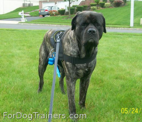 Stylish look of a dog in All Weather Extra Strong Nylon Harness