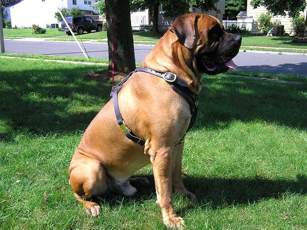 Exclusive Luxurious Handcrafted Padded Leather Dog Harness - H10