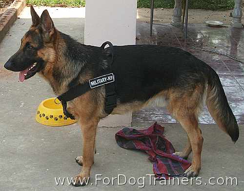 Buster German Shepherd wearing Better control everyday all weather dog harness - H17