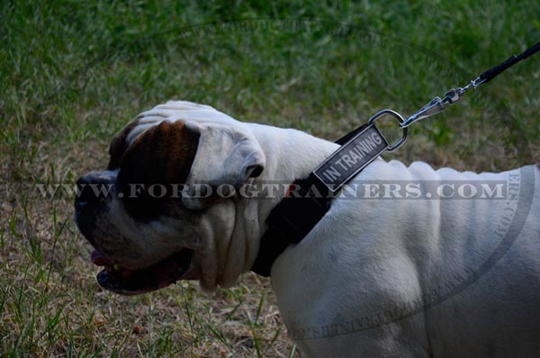 Dog wearing Strong Nylon Collar