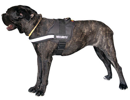 Nylon Dog Harness for Cane Corso - H6Plus