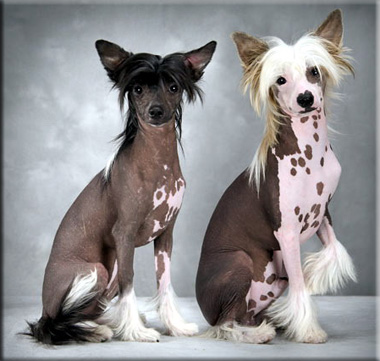 chinese crested hairless wire basket dog muzzles size chart dog muzzle size chart
