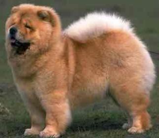 chow chow wire basket dog muzzles size chart chow chow muzzle m4 dog muzzle size chart