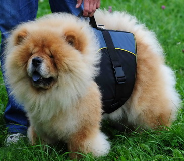 30% Discount - NEW 2023 All Season Extra Strong Nylon Vest Harness - H13-Outdoor-Chow-Chow