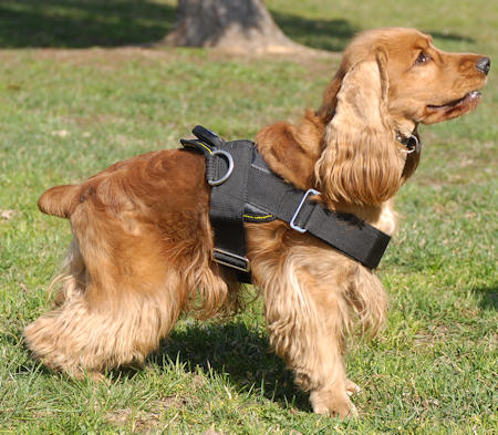 Cocker Spaniel wears All weather harness H6 H6 1154 Nylon dog harness NZD 65.88 Prong Collars Pinch Collars Dog Training Collars Curogan Collars Chain Dog Collars Fur Saver Collars Choke Dog