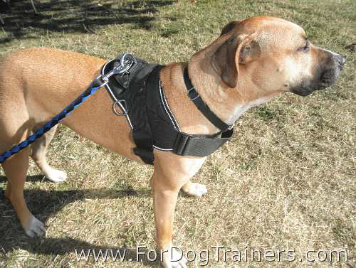 Copper Pitbull Wearing Extra Strong Nylon Harness - H6