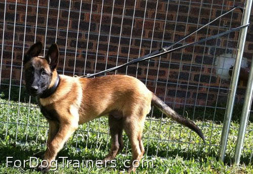 Good dog got new English baby leather dog leash