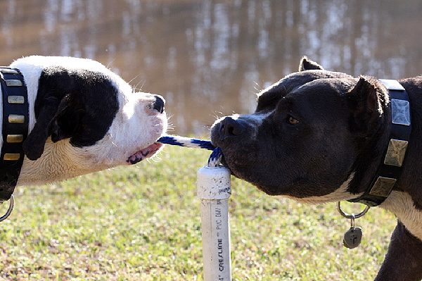 Gorgeous Dave is wearing our War Dog Leather Dog Collar - Like in the movies - c83_1