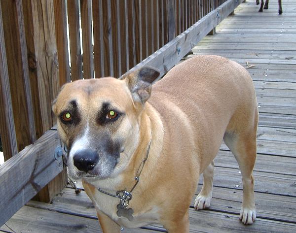 German Quality Herm Sprenger Chrome Plated Steel Choke Collar with Large 4mm Links