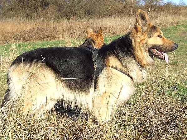 Tracking/Pulling/Training/Walking Nylon Dog Harness for German Shepherd and Similar Breeds