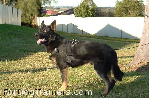 Dion and Sascha look incredibly fancy in All Weather Extra Strong Nylon Harness