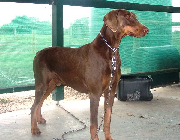 Zep wearing our exclusive Choke dog collar ( Made in Germany )