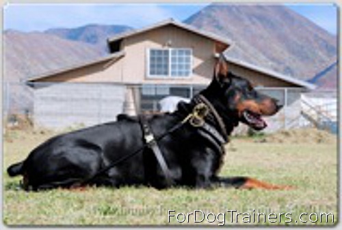 Kourosh is so elegant in NEW 2023 Round leather silent training choke collar