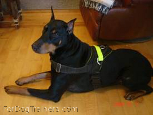 Sergio looks brilliant in All Weather Reflective harness H6plus - (5 sizes available)