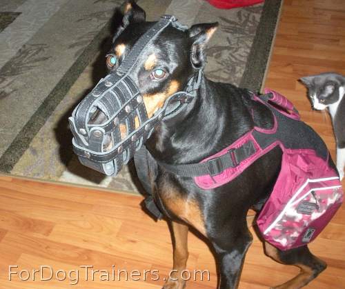 Witchy Poo prefers *Everyday Light Weight Super Ventilation muzzle - M41