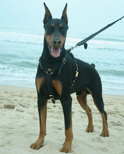 Doberman Tracking Dog Harness-Leather Harness for Doberman