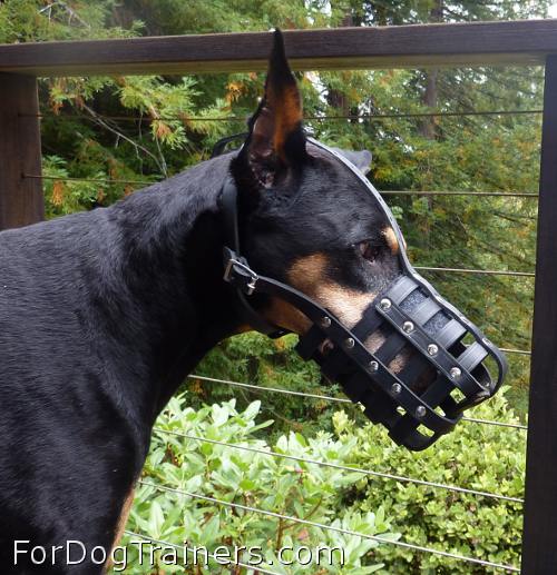 Nicely-looking Doberman in *Everyday Light Weight Super Ventilation muzzle